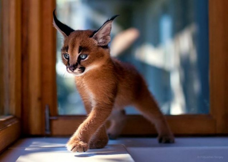 Ukraynalı fotoğrafçıdan hayvan portreleri - 11