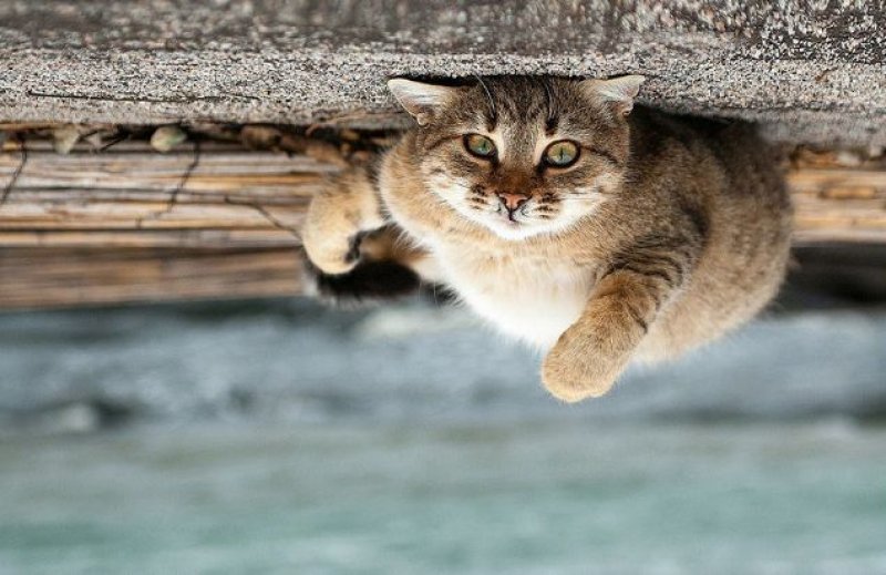 Ukraynalı fotoğrafçıdan hayvan portreleri - 1