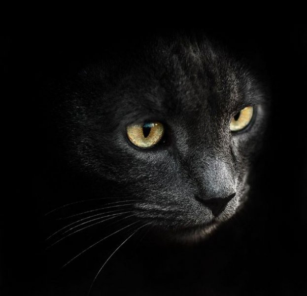 Ukraynalı fotoğrafçıdan hayvan portreleri - 2