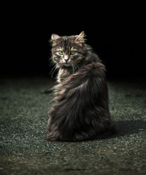 Ukraynalı fotoğrafçıdan hayvan portreleri - 15