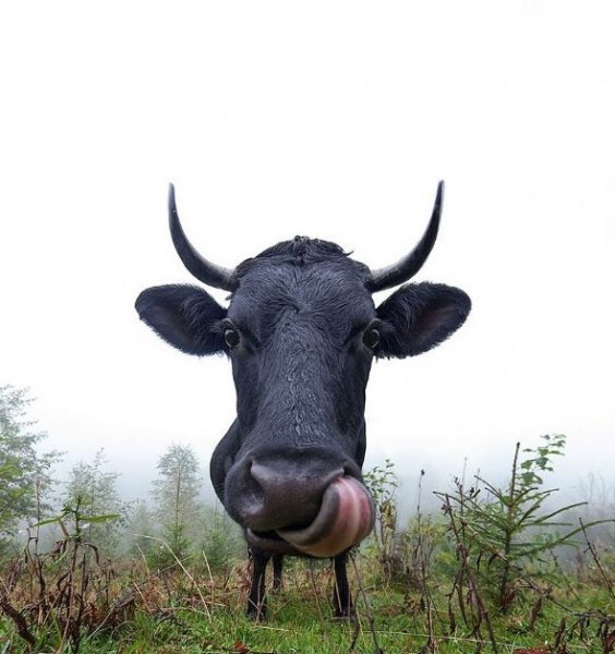 Ukraynalı fotoğrafçıdan hayvan portreleri - 7