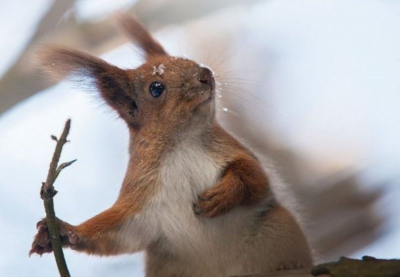 Ukraynalı fotoğrafçıdan hayvan portreleri - 6