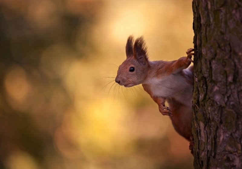 Ukraynalı fotoğrafçıdan hayvan portreleri - 17