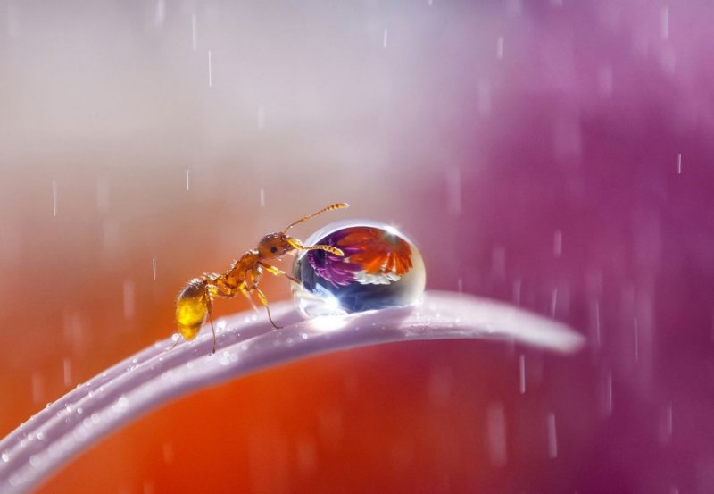 Ukraynalı fotoğrafçıdan hayvan portreleri - 18