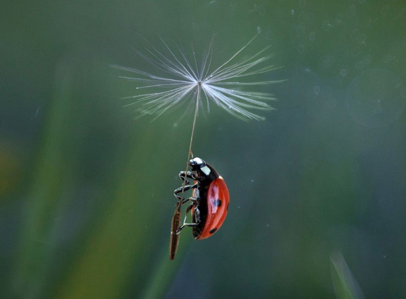 Ukraynalı fotoğrafçıdan hayvan portreleri - 3
