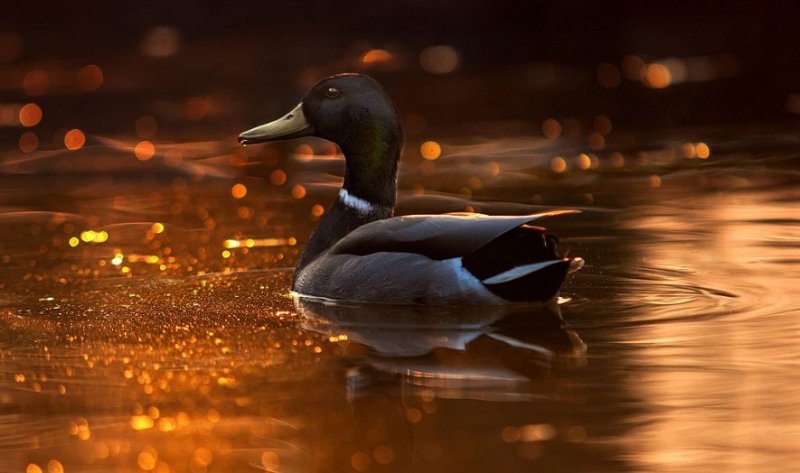 Ukraynalı fotoğrafçıdan hayvan portreleri - 8