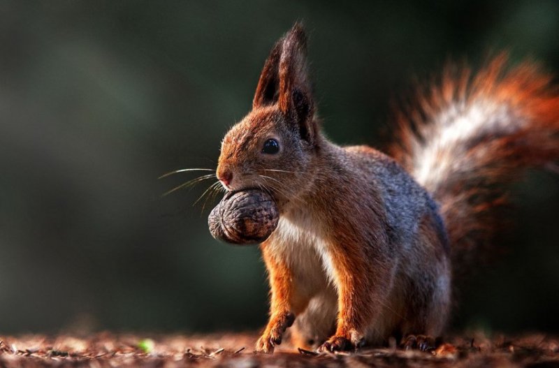 Ukraynalı fotoğrafçıdan hayvan portreleri - 12
