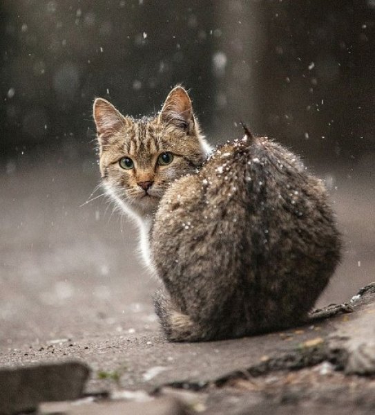 Ukraynalı fotoğrafçıdan hayvan portreleri - 19