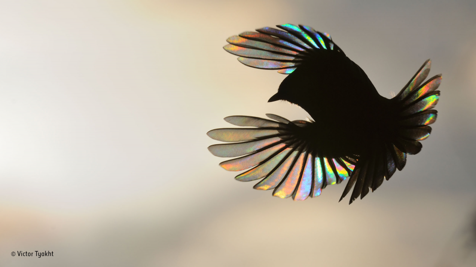 2016'nın en iyi vahşi yaşam fotoğrafları - 610