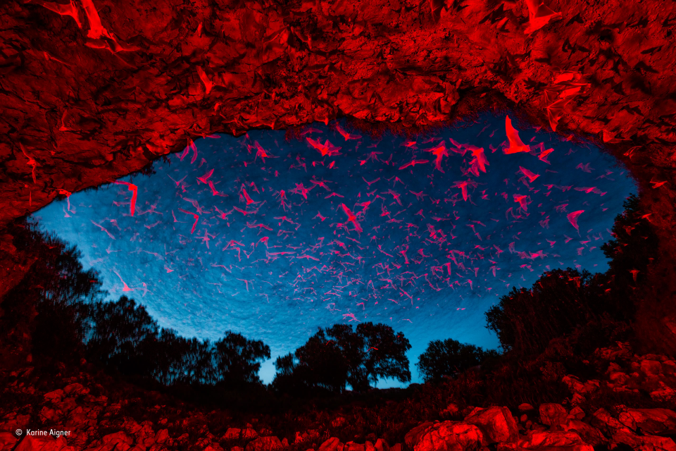 2016'nın en iyi vahşi yaşam fotoğrafları - 846