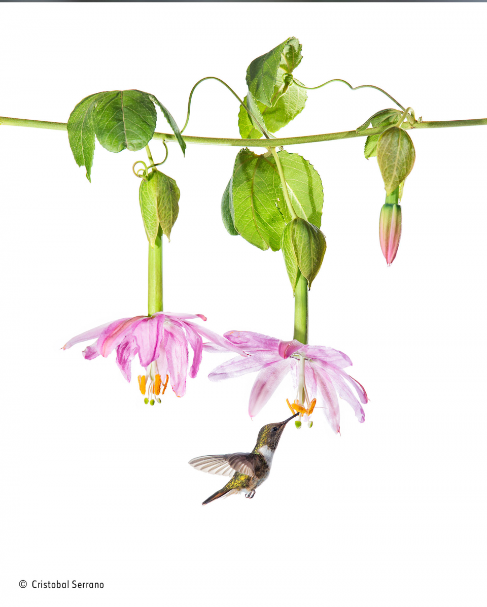 2016'nın en iyi vahşi yaşam fotoğrafları - 788