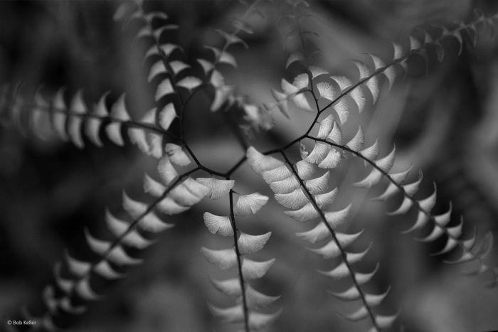 2016'nın en iyi vahşi yaşam fotoğrafları - 916