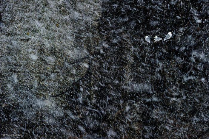 2016'nın en iyi vahşi yaşam fotoğrafları - 730