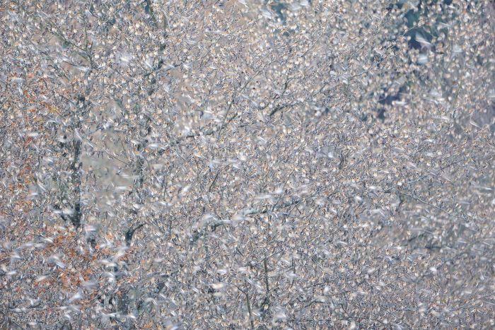 2016'nın en iyi vahşi yaşam fotoğrafları - 552