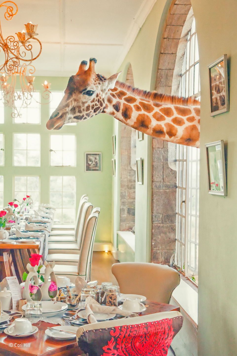 2016'nın en iyi vahşi yaşam fotoğrafları - 887