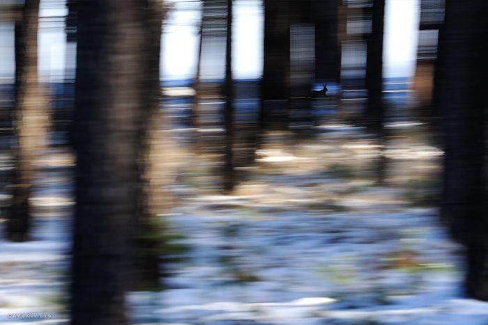 2016'nın en iyi vahşi yaşam fotoğrafları - 811