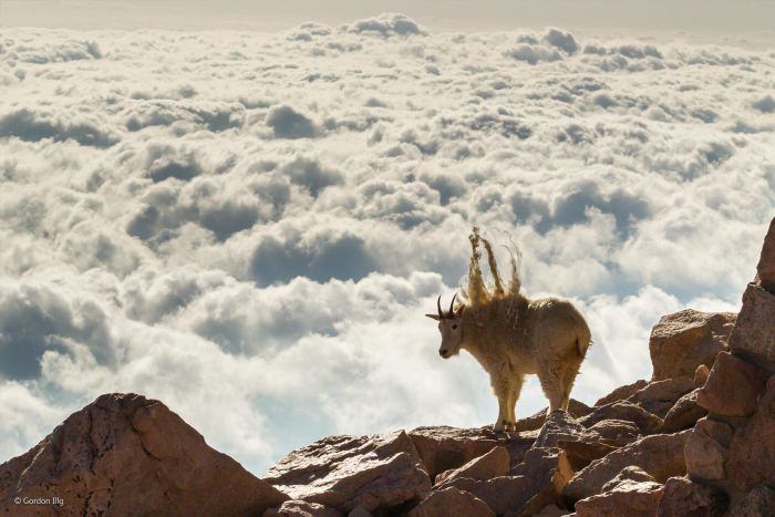 2016'nın en iyi vahşi yaşam fotoğrafları - 562