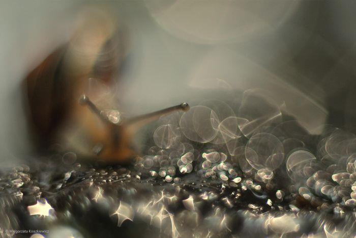 2016'nın en iyi vahşi yaşam fotoğrafları - 876