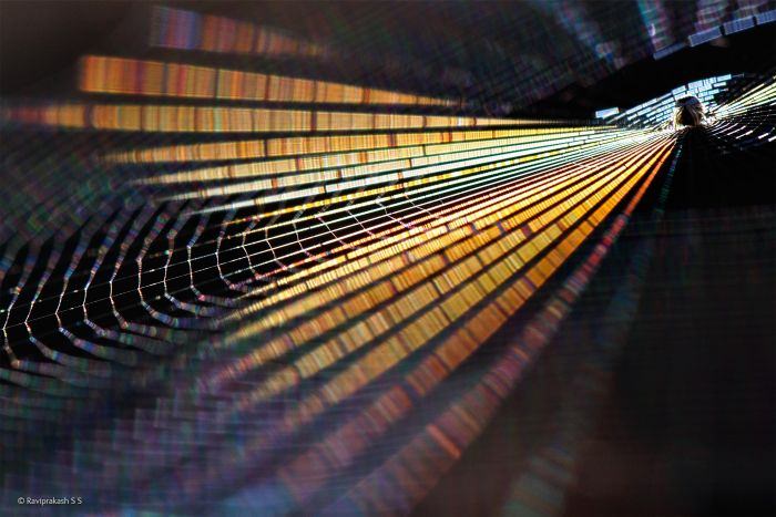 2016'nın en iyi vahşi yaşam fotoğrafları - 557