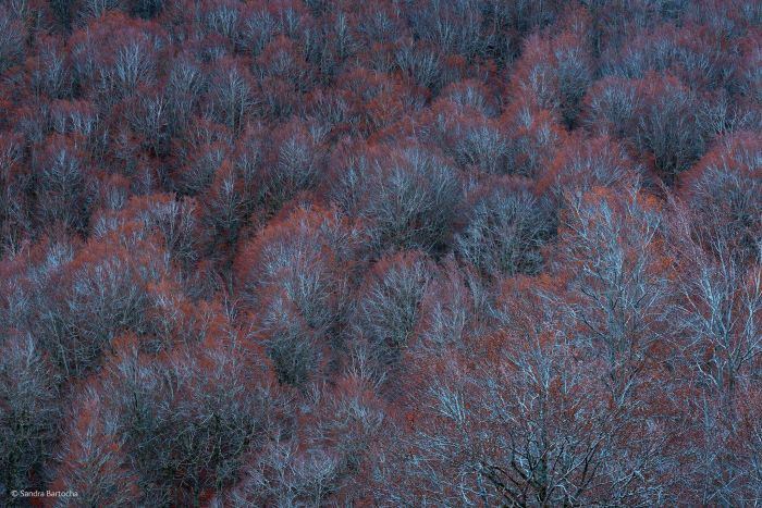 2016'nın en iyi vahşi yaşam fotoğrafları - 907