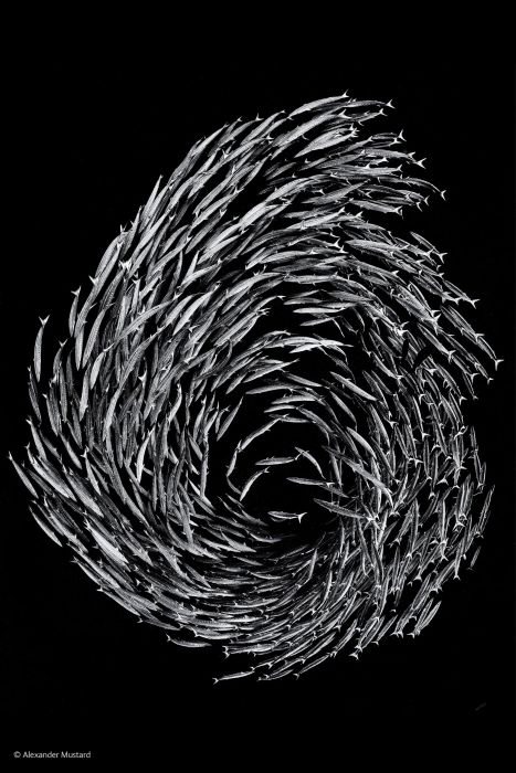 2016'nın en iyi vahşi yaşam fotoğrafları - 635