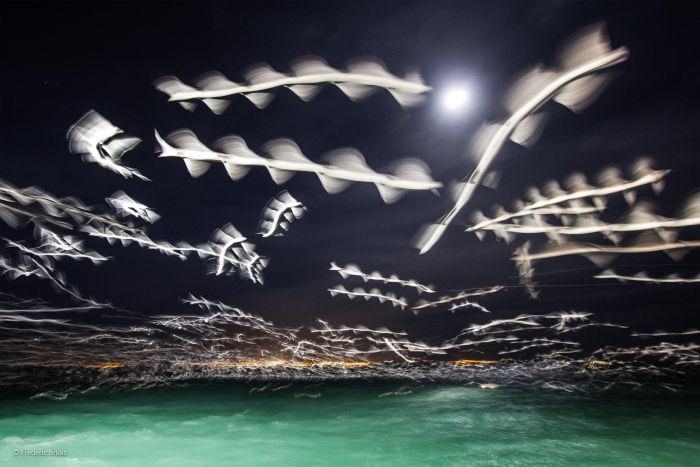 2016'nın en iyi vahşi yaşam fotoğrafları - 775