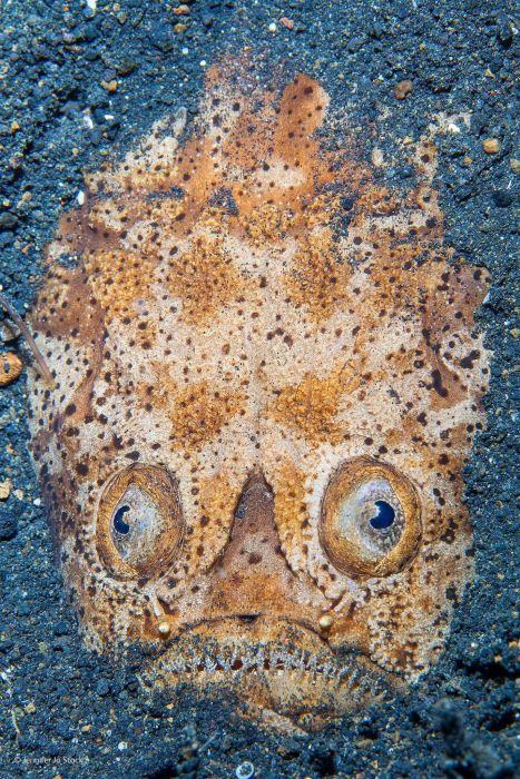 2016'nın en iyi vahşi yaşam fotoğrafları - 784