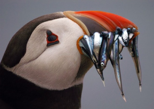 2016'nın en iyi vahşi yaşam fotoğrafları - 706