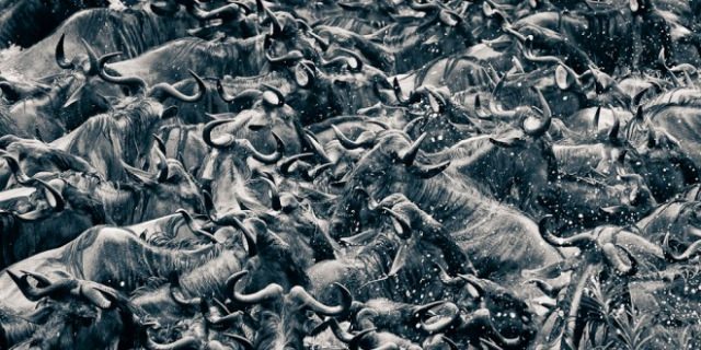 2016'nın en iyi vahşi yaşam fotoğrafları - 809