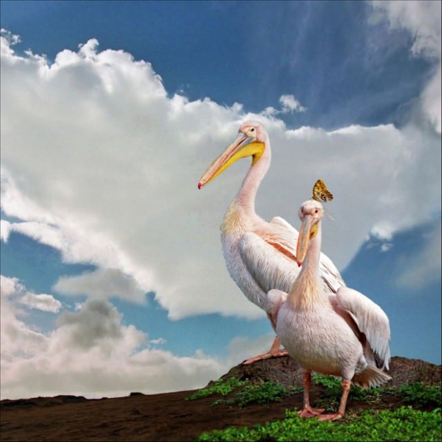 2016'nın en iyi vahşi yaşam fotoğrafları - 596