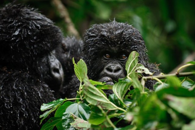 2016'nın en iyi vahşi yaşam fotoğrafları - 874
