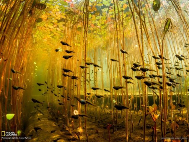 2016'nın en iyi vahşi yaşam fotoğrafları - 522