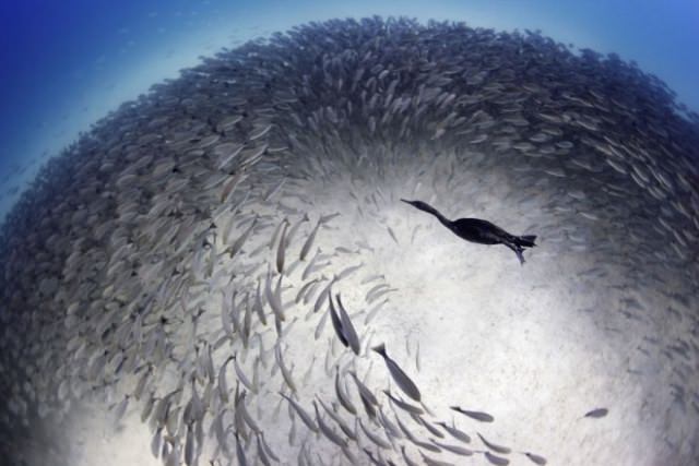 2016'nın en iyi vahşi yaşam fotoğrafları - 810