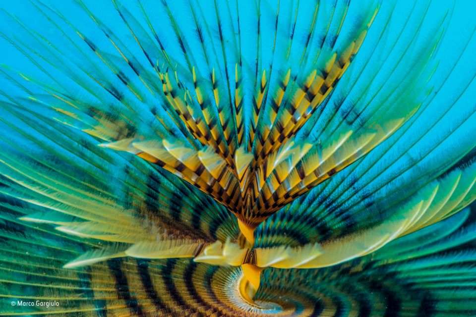 2016'nın en iyi vahşi yaşam fotoğrafları - 690