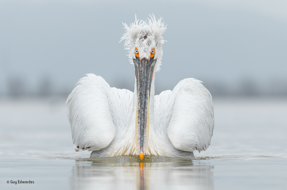 2016'nın en iyi vahşi yaşam fotoğrafları - 802