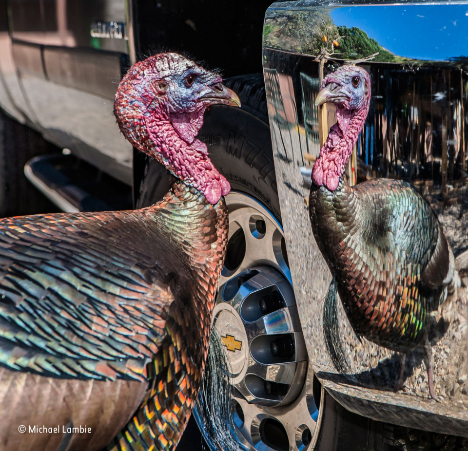 2016'nın en iyi vahşi yaşam fotoğrafları - 654
