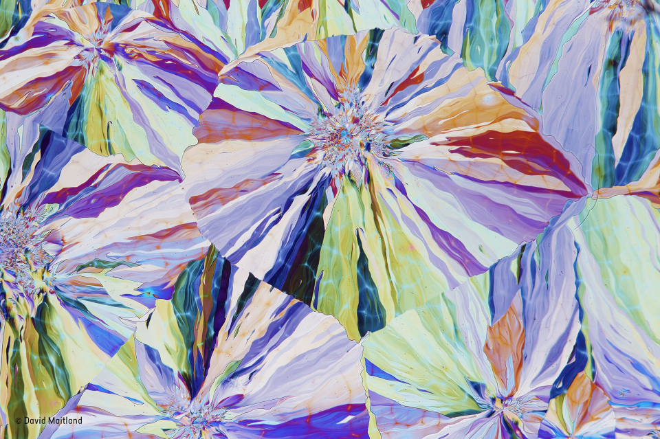 2016'nın en iyi vahşi yaşam fotoğrafları - 882