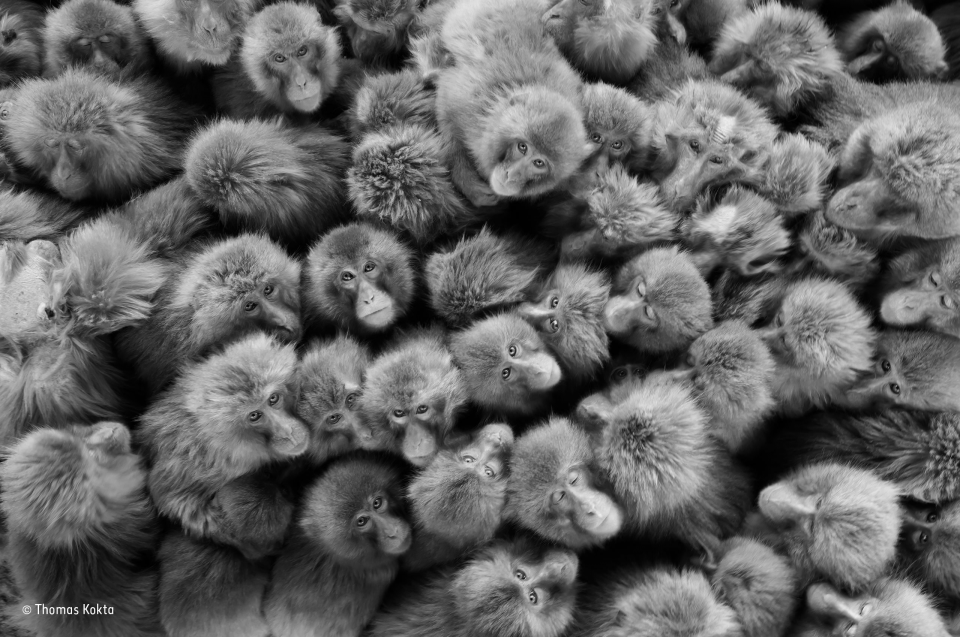 2016'nın en iyi vahşi yaşam fotoğrafları - 823