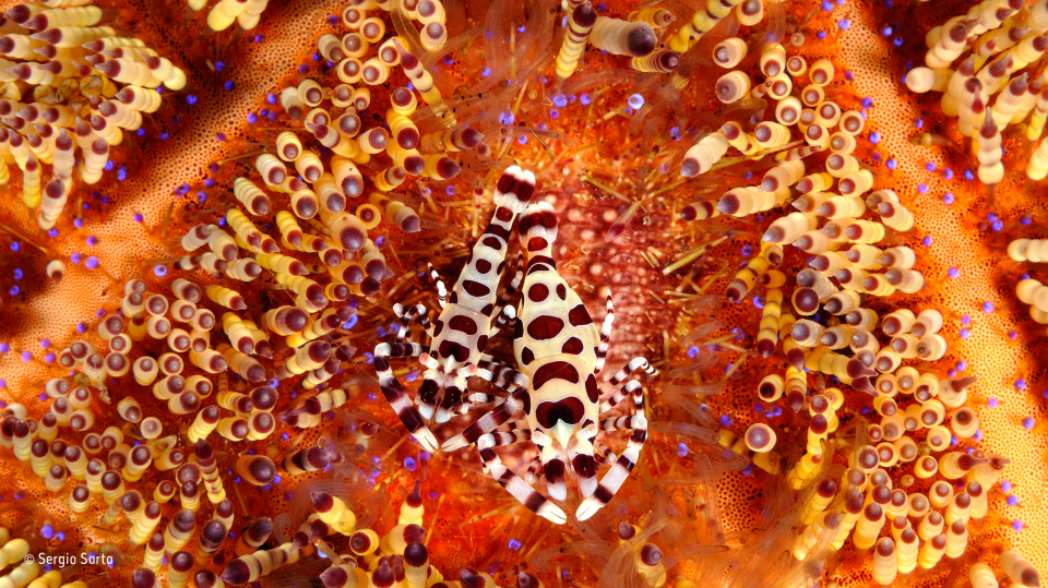 2016'nın en iyi vahşi yaşam fotoğrafları - 624