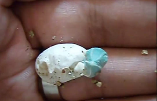 Bukelamun yumurtadan böyle çıkıyor - 2