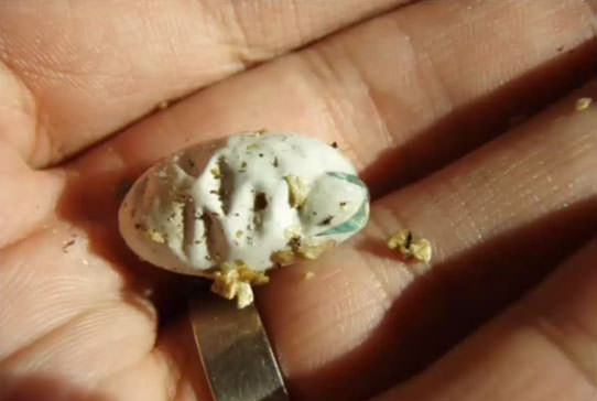 Bukelamun yumurtadan böyle çıkıyor - 1