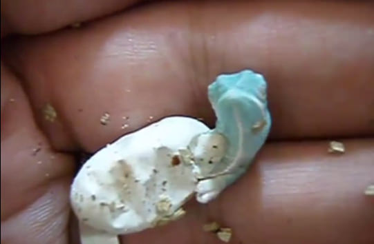 Bukelamun yumurtadan böyle çıkıyor - 4