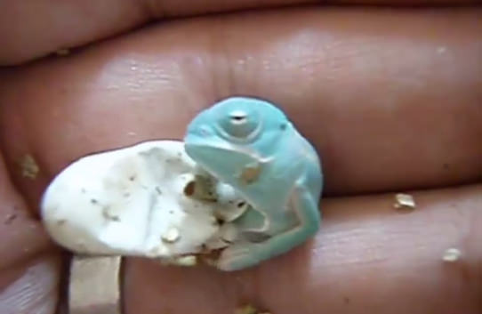 Bukelamun yumurtadan böyle çıkıyor - 6