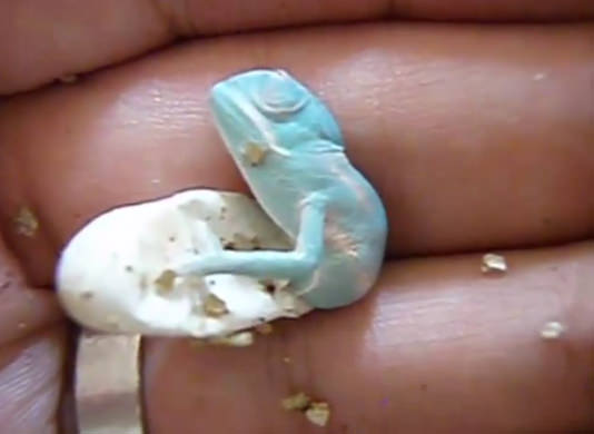 Bukelamun yumurtadan böyle çıkıyor - 5