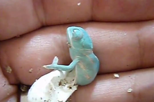 Bukelamun yumurtadan böyle çıkıyor - 8