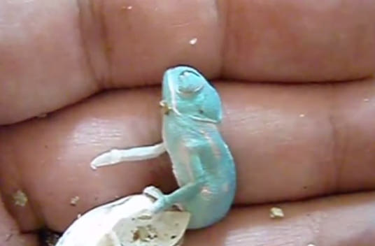 Bukelamun yumurtadan böyle çıkıyor - 9