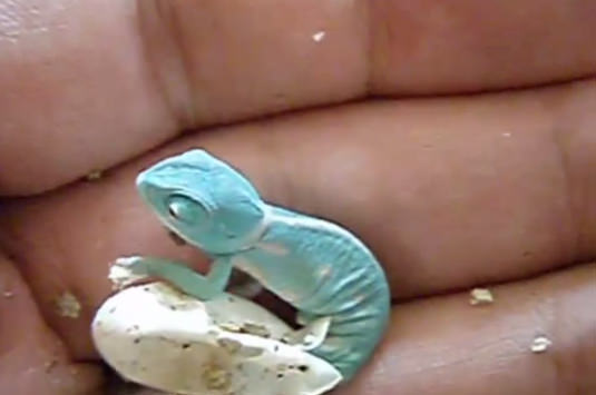 Bukelamun yumurtadan böyle çıkıyor - 10