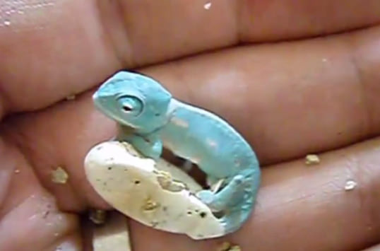 Bukelamun yumurtadan böyle çıkıyor - 7