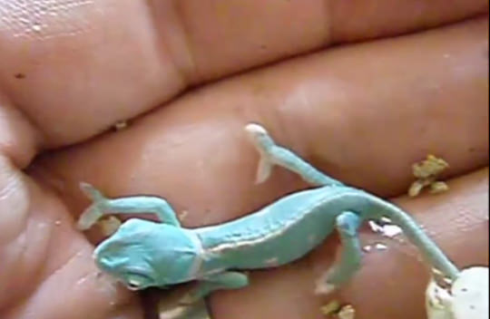 Bukelamun yumurtadan böyle çıkıyor - 13