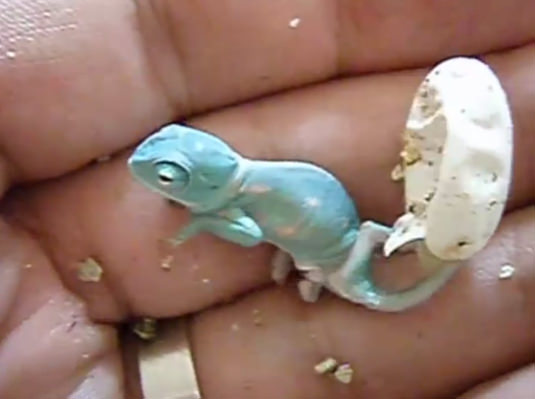 Bukelamun yumurtadan böyle çıkıyor - 11